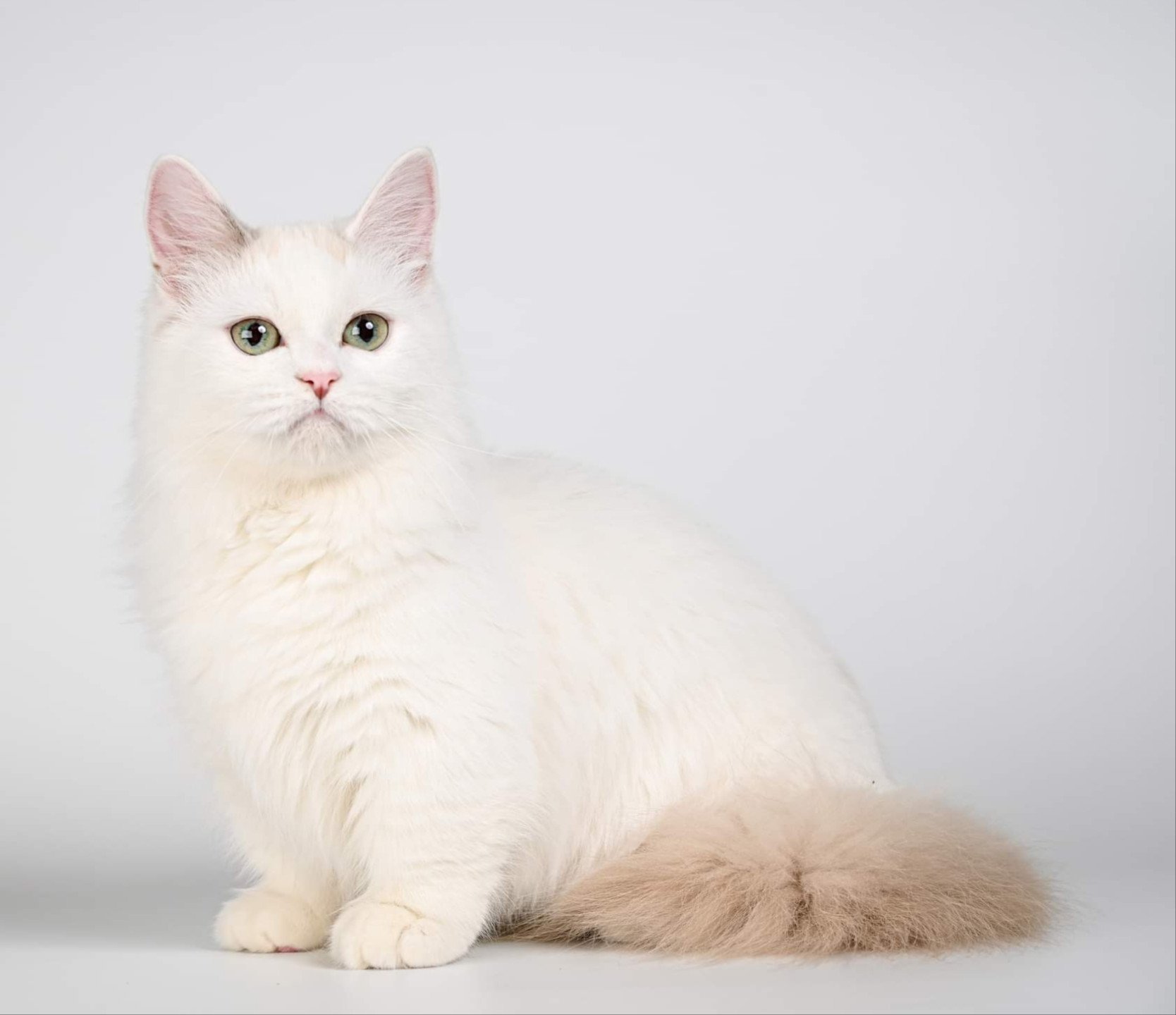 chat Munchkin Longhair blue tortie mink Darling Chatterie de Kalinka