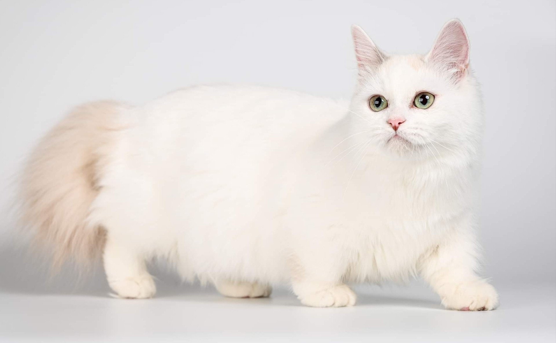 chat Munchkin Longhair blue tortie mink Darling Chatterie de Kalinka