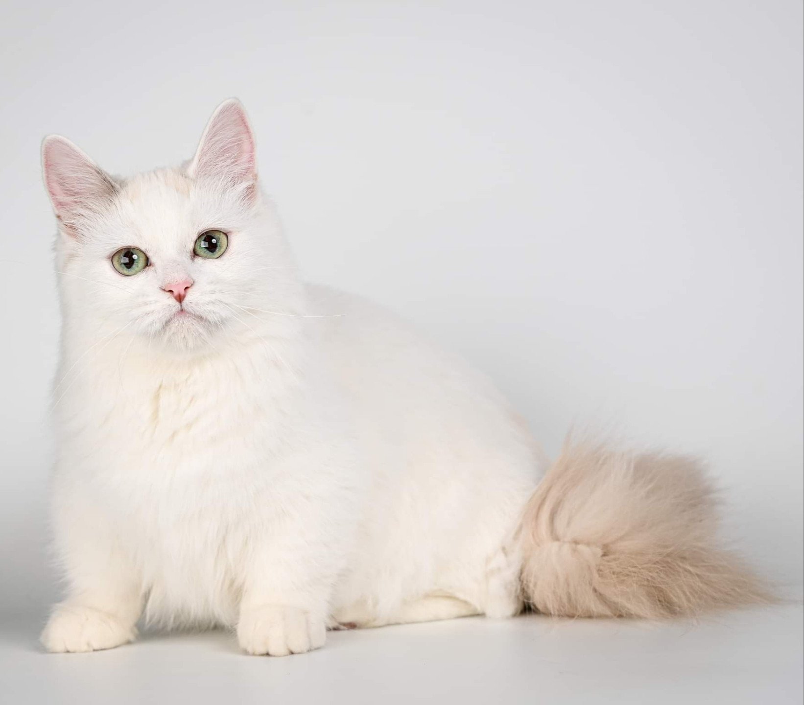 chat Munchkin Longhair blue tortie mink Darling Chatterie de Kalinka