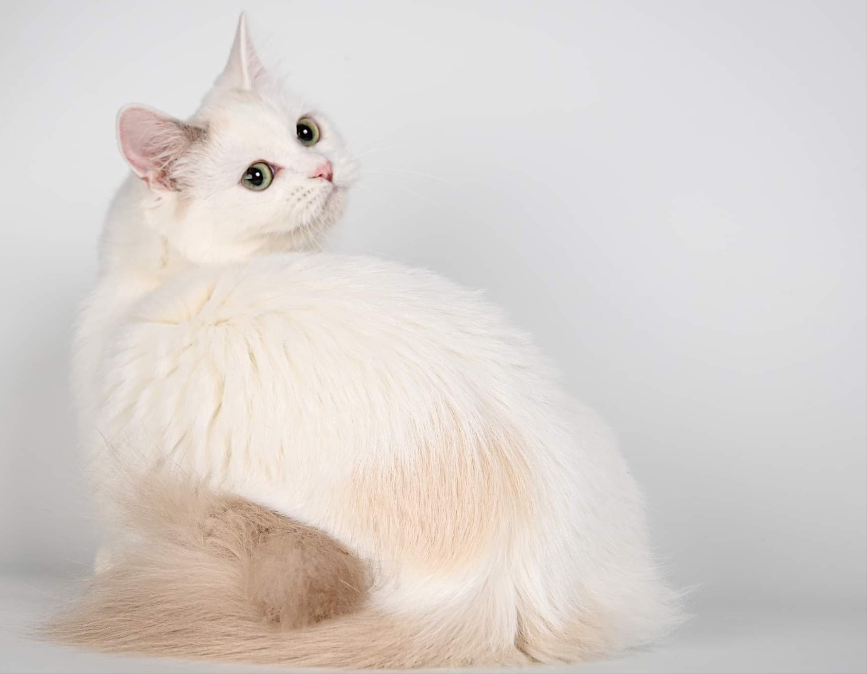 chat Munchkin Longhair blue tortie mink Darling Chatterie de Kalinka