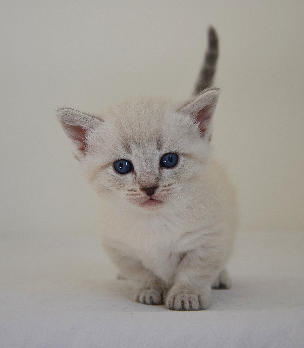 chaton Munchkin Shorthair seal tabby point Pouchkine Chatterie de Kalinka