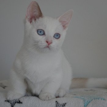 chaton Munchkin Shorthair blue mink bicolor V'Hades de Kalinka Chatterie de Kalinka