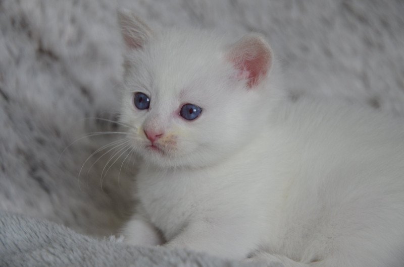 V'Hades de Kalinka De Kalinka Mâle Munchkin Shorthair