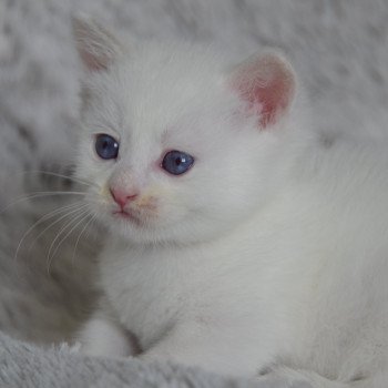 chaton Munchkin Shorthair blue mink bicolor V'Hades de Kalinka Chatterie de Kalinka