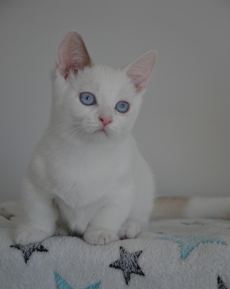 V'Hades de Kalinka De Kalinka Mâle Munchkin Shorthair