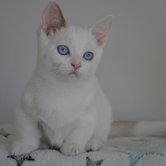 V'Hades de Kalinka De Kalinka Mâle Munchkin Shorthair