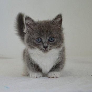 chaton Munchkin Shorthair blue bicolor Aphrodite Chatterie de Kalinka chaton Munchkin Shorthair blue bicolor Aphrodite Chatterie de Kalinka