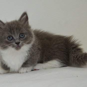 chaton Munchkin Shorthair blue bicolor Aphrodite Chatterie de Kalinka chaton Munchkin Shorthair blue bicolor Aphrodite Chatterie de Kalinka
