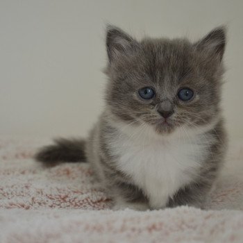 chaton Munchkin Shorthair blue bicolor Aphrodite Chatterie de Kalinka chaton Munchkin Shorthair blue bicolor Aphrodite Chatterie de Kalinka