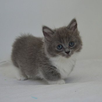 chaton Munchkin Shorthair blue bicolor Aphrodite Chatterie de Kalinka chaton Munchkin Shorthair blue bicolor Aphrodite Chatterie de Kalinka