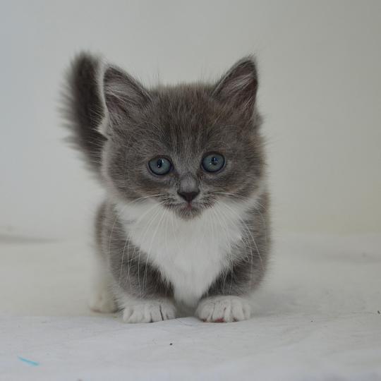 Aphrodite De Kalinka Femelle Munchkin Shorthair