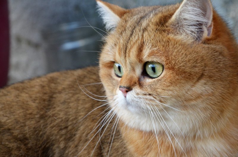 Juliette Femelle British Shorthair