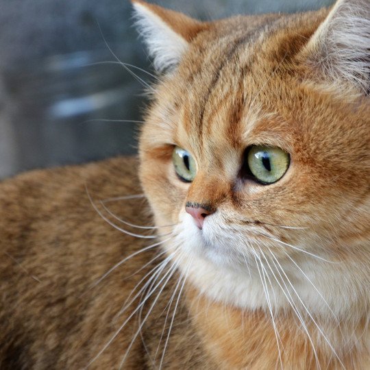 Juliette Femelle British Shorthair