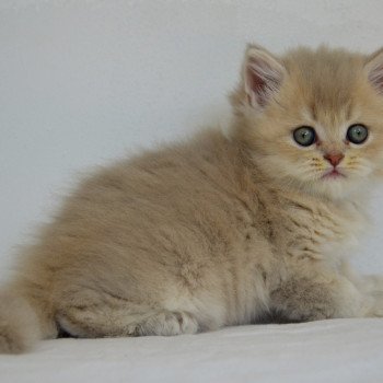 chaton British Longhair lilac golden shaded Rocky Chatterie de Kalinka