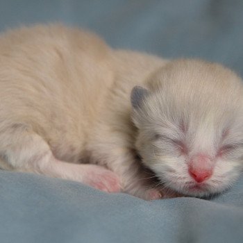 chaton Munchkin Longhair black & blanc Adonis Chatterie de Kalinka chaton Munchkin Longhair black & blanc Adonis Chatterie de Kalinka