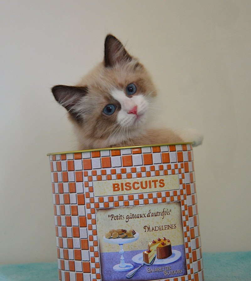 Arlo De Kalinka Mâle Munchkin Longhair