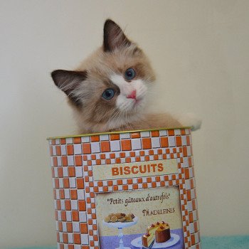 chaton Munchkin Longhair seal mink & blanc Adonis Chatterie de Kalinka