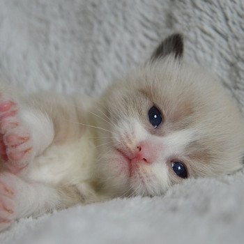 chaton Munchkin Longhair seal mink & blanc Adonis Chatterie de Kalinka