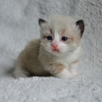 chaton Munchkin Longhair seal mink & blanc Adonis Chatterie de Kalinka