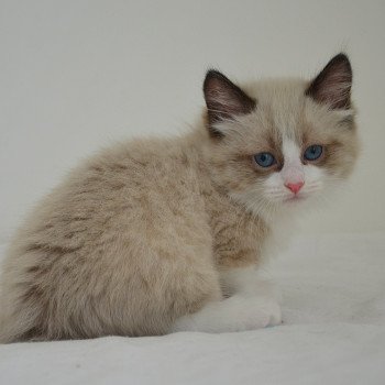 chaton Munchkin Longhair seal mink & blanc Adonis Chatterie de Kalinka