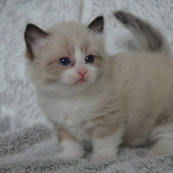chaton Munchkin Longhair seal mink & blanc Adonis Chatterie de Kalinka