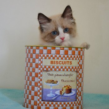 chaton Munchkin Longhair seal mink & blanc Adonis Chatterie de Kalinka