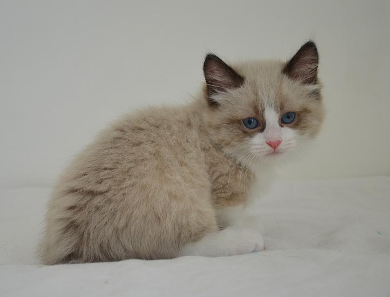Arlo De Kalinka Mâle Munchkin Longhair