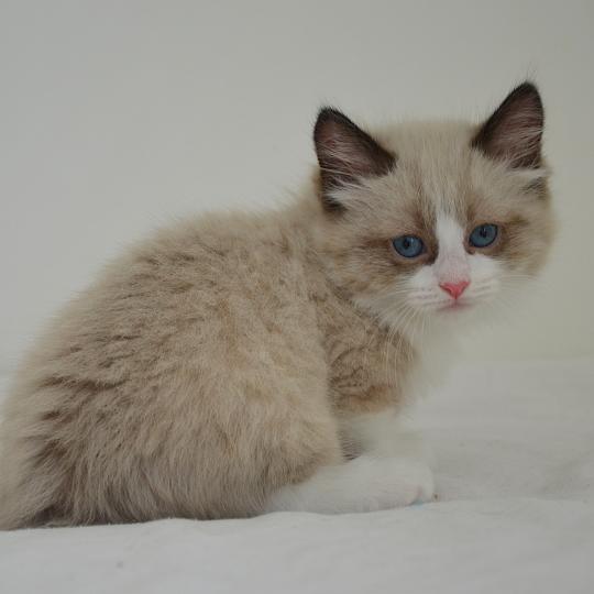 Arlo De Kalinka Mâle Munchkin Longhair