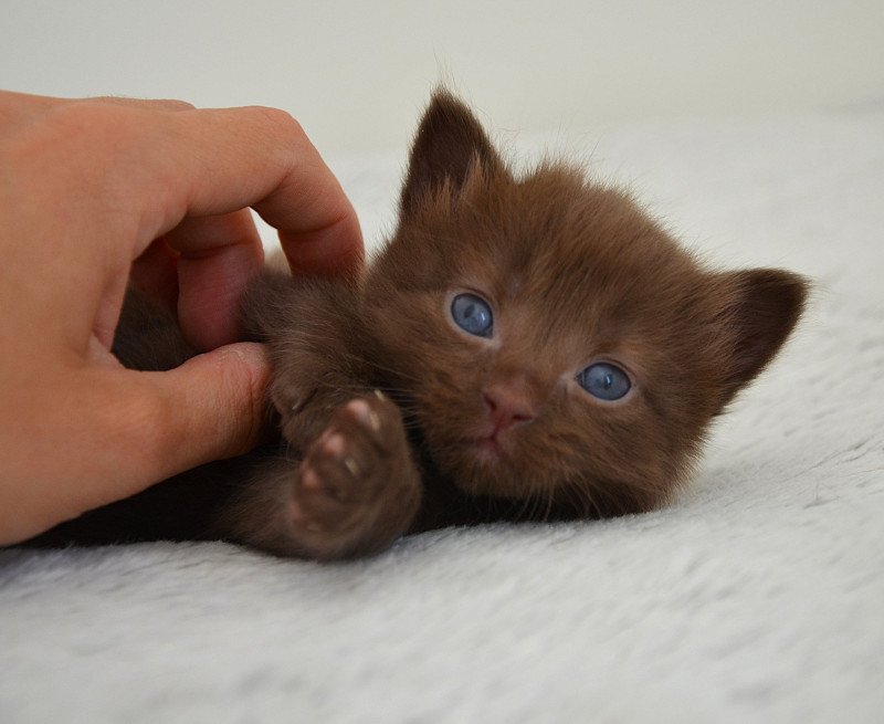 Amaretto De Kalinka Mâle Munchkin Longhair