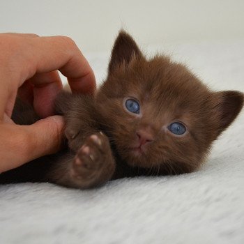 chaton Munchkin Longhair chocolate Amaretto Chatterie de Kalinka