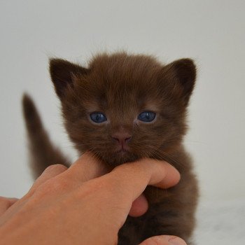 chaton Munchkin Longhair chocolate Amaretto Chatterie de Kalinka