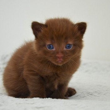 chaton Munchkin Longhair chocolate Amaretto Chatterie de Kalinka