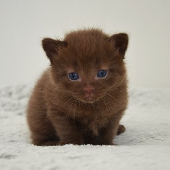 chaton Munchkin Longhair chocolate Amaretto Chatterie de Kalinka