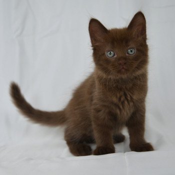 chaton Munchkin Longhair chocolate Amaretto Chatterie de Kalinka