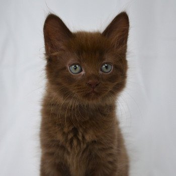 chaton Munchkin Longhair chocolate Amaretto Chatterie de Kalinka