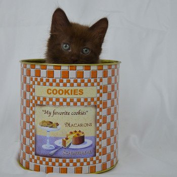 chaton Munchkin Longhair chocolate Amaretto Chatterie de Kalinka