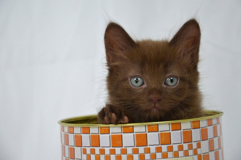 Amaretto De Kalinka Mâle Munchkin Longhair