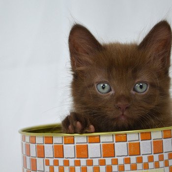 chaton Munchkin Longhair chocolate Amaretto Chatterie de Kalinka