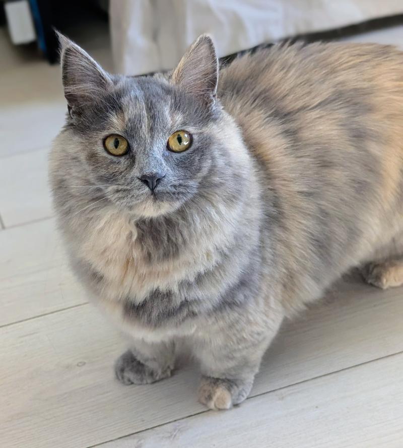 Angel Snowflower Femelle Munchkin Longhair