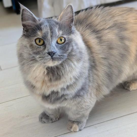 Angel Snowflower Femelle Munchkin Longhair