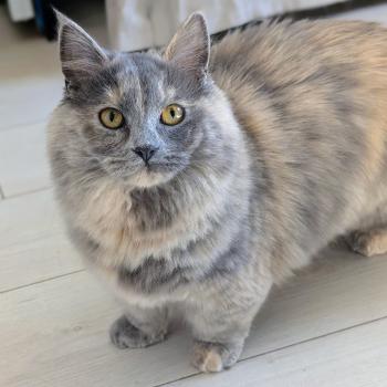 chat Munchkin Longhair blue tortie ANGEL Chatterie de Kalinka