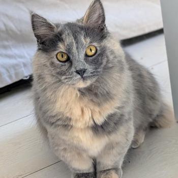 chat Munchkin Longhair blue tortie ANGEL Chatterie de Kalinka