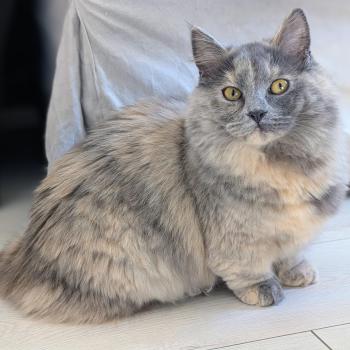 chat Munchkin Longhair blue tortie ANGEL Chatterie de Kalinka