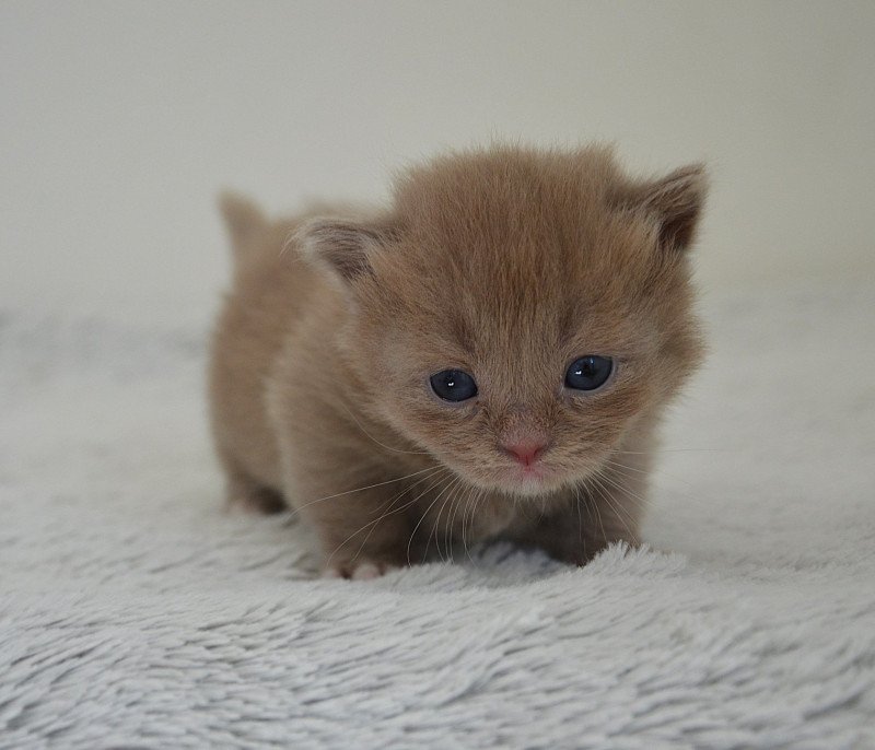 Arsouille De Kalinka Mâle Munchkin Longhair