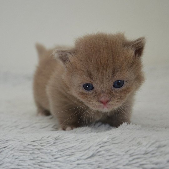 Arsouille De Kalinka Mâle Munchkin Longhair
