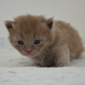 chaton Munchkin Longhair lilac bicolor Arsouille Chatterie de Kalinka