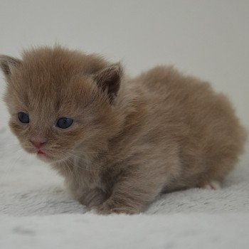 chaton Munchkin Longhair lilac bicolor Arsouille Chatterie de Kalinka