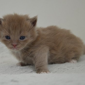 chaton Munchkin Longhair lilac bicolor Arsouille Chatterie de Kalinka