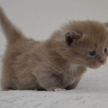 chaton Munchkin Longhair lilac bicolor Arsouille Chatterie de Kalinka