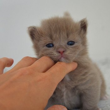 chaton Munchkin Longhair lilac bicolor Arsouille Chatterie de Kalinka